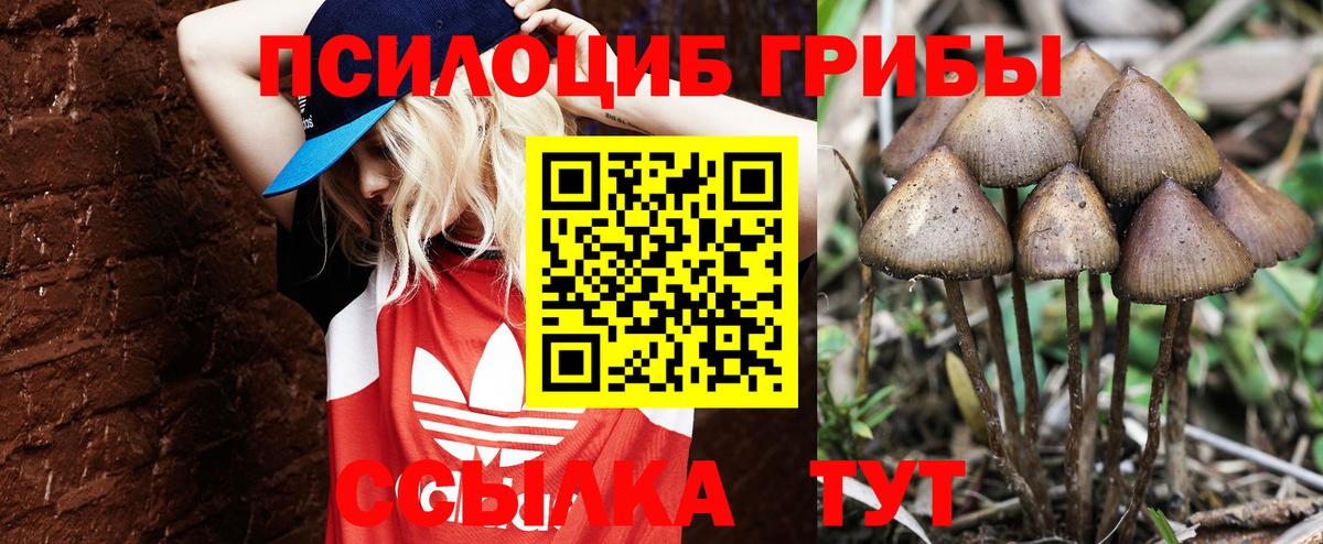 Псилоцибиновые грибы Psilocybine cubensis  наркошоп  Саки  Вход с VPN 